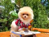 Aa Kalite Safkan  Pomeranian Oğlumuz