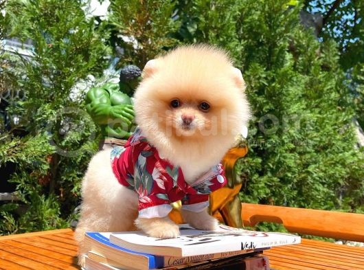 Aa Kalite Safkan  Pomeranian Oğlumuz görsel