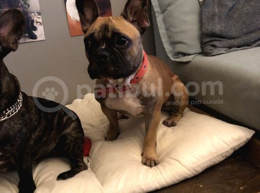 1 Yaşında Dişi Fawn French Bulldog
