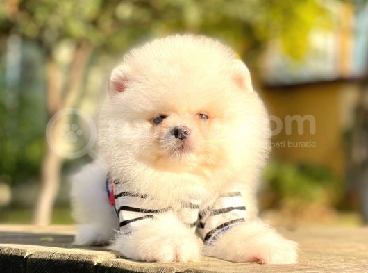Safkan Teddy Surat Pomeranian Boo Yavrularımız