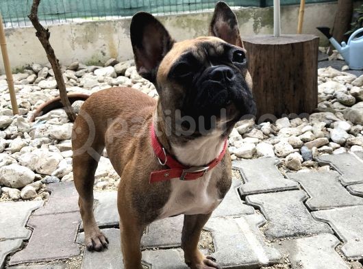 1 Yaşında Dişi Fawn French Bulldog görsel