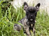 Her Renk French Bulldog Yavrularimiz