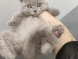 Orijinal British Shorthair Lilak