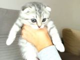 Scotish Fold Silver Tabby Erkek Sıfır Kulak