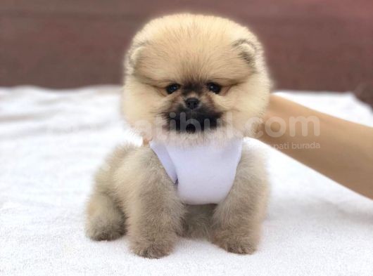Orjinal Teddy Bear Pomeranian Boo