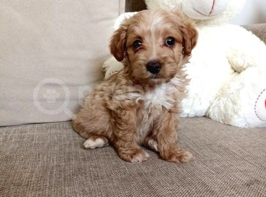 Orjinal Bebek Surat Maltipoo