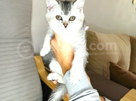 Scotish Straight Silver Dişi görsel