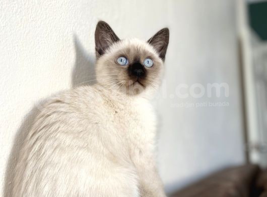 Chocalate Point British Shorthair