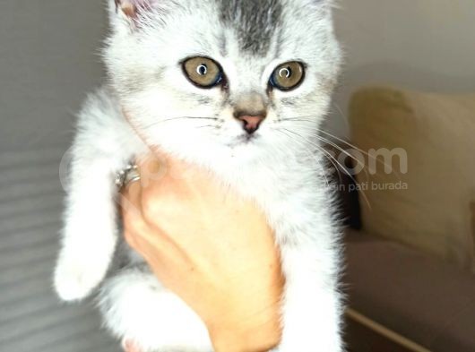 Scotish Straight Silver Dişi görsel