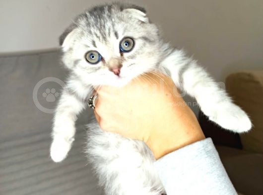 Scotish Fold Silver Tabby Erkek Sıfır Kulak görsel