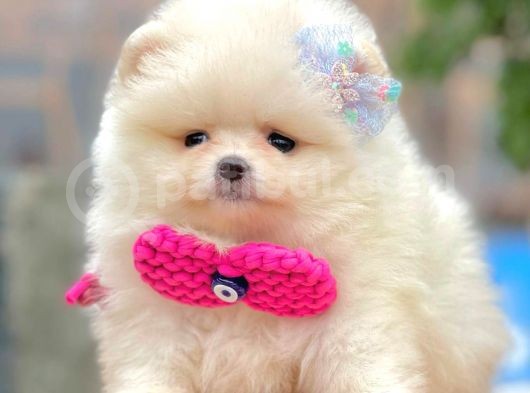 Safkan Pomeranian Boo Ayı Surat Yavrularımız görsel