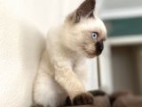 Chocalate Point British Shorthair