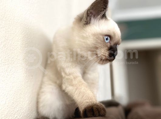 Chocalate Point British Shorthair görsel