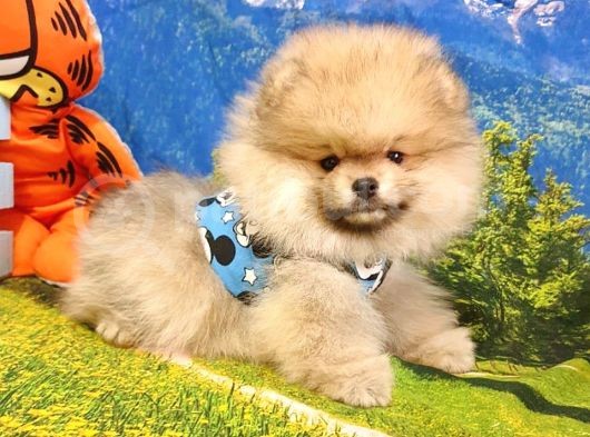 Satılık Pomeranian Boo Yavrularımız görsel