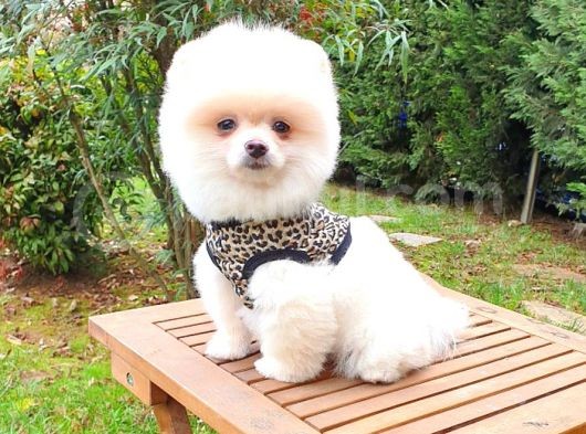 Orjinal Pomeranian Boo Yavrularımız görsel