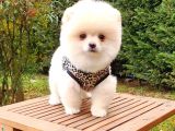 Orjinal Pomeranian Boo Yavrularımız