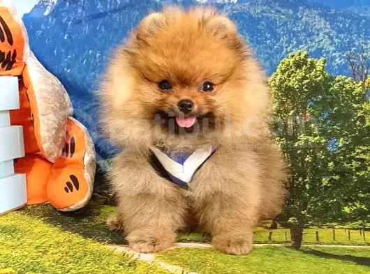 Pomeranian Boo Teddy Bear Yavrular