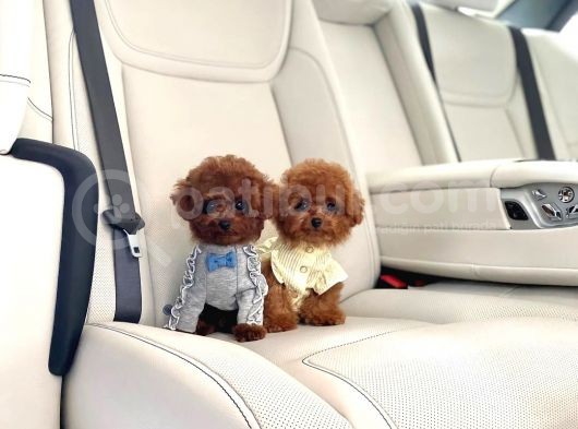 Irk Ve Sağlık Garantili Red Toy Poodle Yavruları
