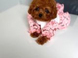 Irk Ve Sağlık Garantili Red Toy Poodle Yavruları