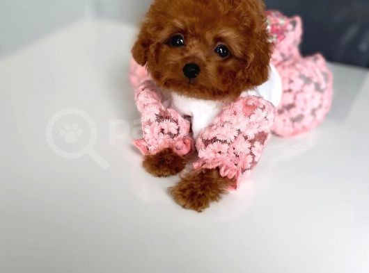 Irk Ve Sağlık Garantili Red Toy Poodle Yavruları görsel