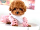 Irk Ve Sağlık Garantili Red Toy Poodle Yavruları