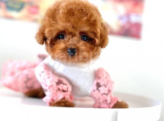 Irk Ve Sağlık Garantili Red Toy Poodle Yavruları görsel