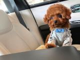 Irk Ve Sağlık Garantili Red Toy Poodle Yavruları