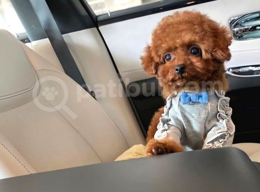 Irk Ve Sağlık Garantili Red Toy Poodle Yavruları görsel