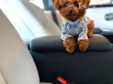 Irk Ve Sağlık Garantili Red Toy Poodle Yavruları