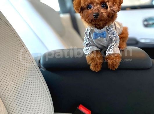 Irk Ve Sağlık Garantili Red Toy Poodle Yavruları görsel