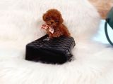 Mini Safkan Red Brownn Toy Poodle Yavrularimiz