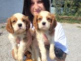 Cavalier King Charles Yavru Bursa Köpek Okulu