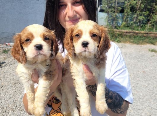 Cavalier King Charles Yavru Bursa Köpek Okulu görsel