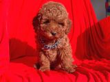 Safkan Toy Poodle Yavrularımız