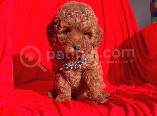 Safkan Toy Poodle Yavrularımız görsel
