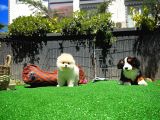 Irk Ve Sağlık Garantili Pomeranian Boo Yavrularımız