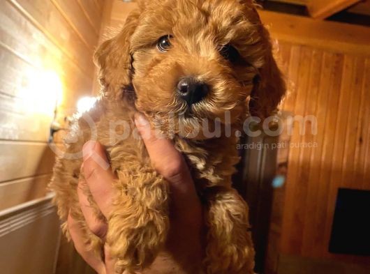 Dişi Red Toy Poodle