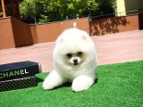 Irk Ve Sağlık Garantili Pomeranian Boo Yavrularımız