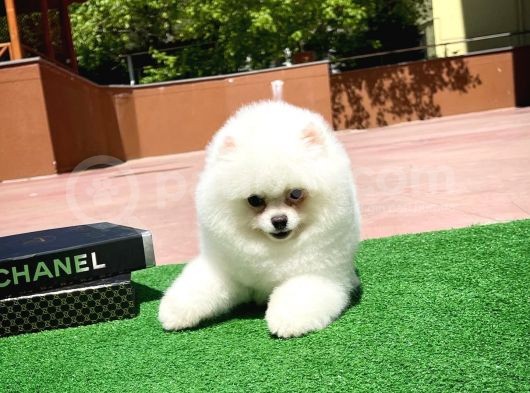 Irk Ve Sağlık Garantili Pomeranian Boo Yavrularımız görsel