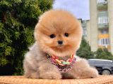 Safkan Teddy Surat Pomeranian Boo Yavrularımız