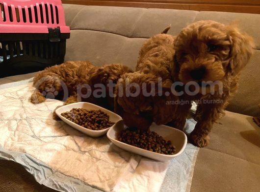 Dişi Red Toy Poodle görsel