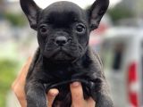 Brindle French Bulldog Yavrularimiz Muhtesem