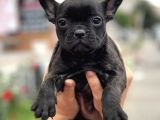 Brindle French Bulldog Yavrularimiz Muhtesem