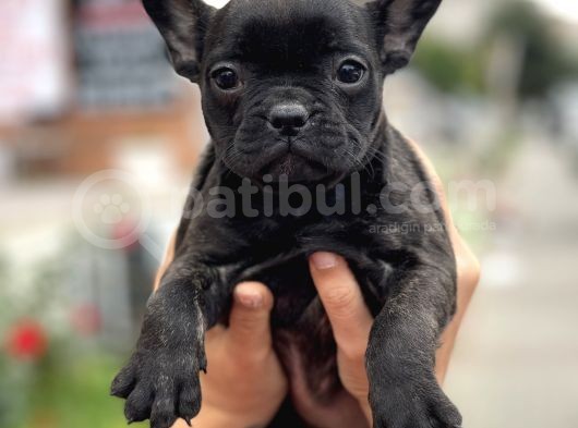Brindle French Bulldog Yavrularimiz Muhtesem