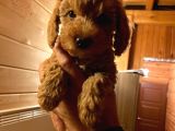 Dişi Red Toy Poodle