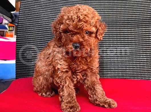 Safkan Toy Poodle Yavrularımız