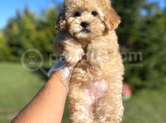 Safkan Toy Poodle Yavrularimiz görsel