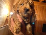 Dişi Red Toy Poodle
