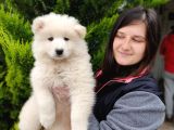 Samoyed Yavru Bursa Köpek Okulu