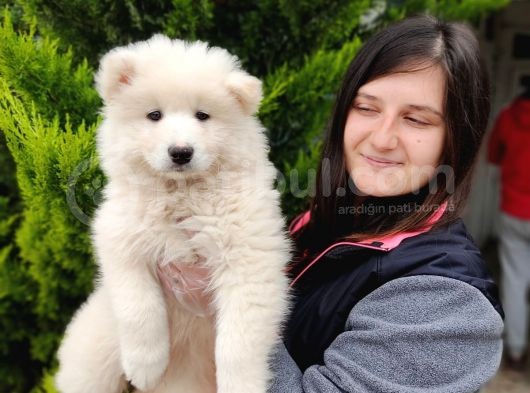 Samoyed Yavru Bursa Köpek Okulu görsel
